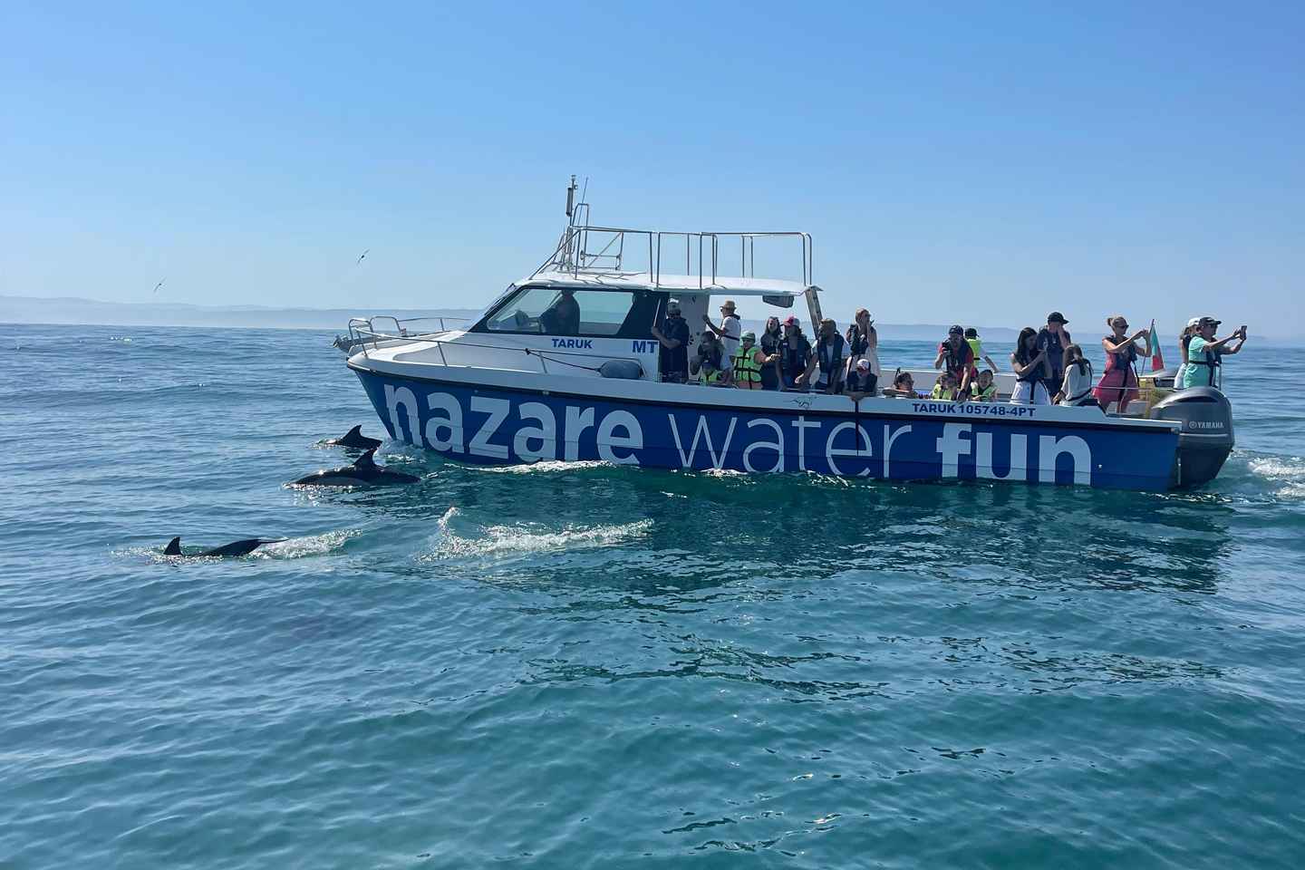 Dolphins Observation Boat Tour in Nazaré