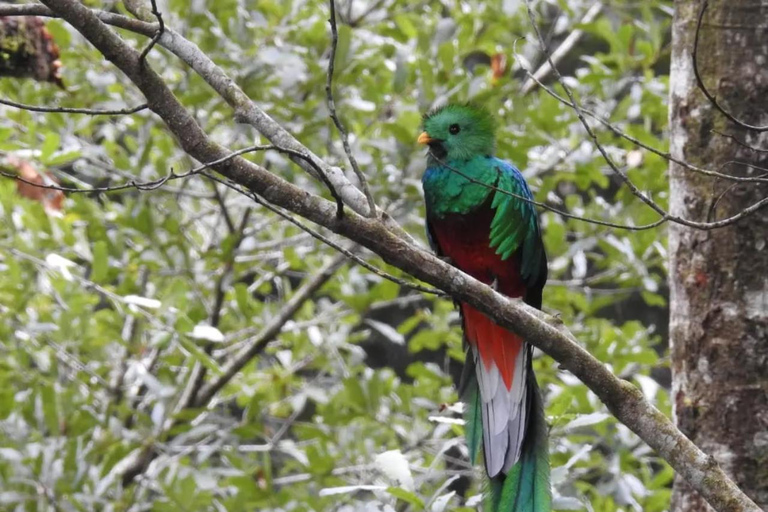 لاس فيراباس: جولة لمدة 3 أيام إلى سيموك شامبي والكثير من الطبيعة
