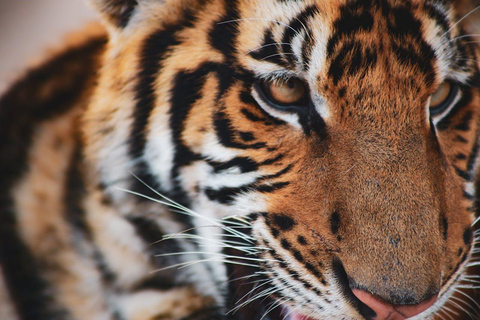 Saindo de Delhi: Safári de 3 dias com tigres em Ranthambore com trasladosTour particular sem acomodação em hotel