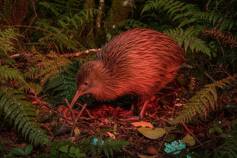 From Auckland: Kiwi Wilderness Experience Guided Tour
