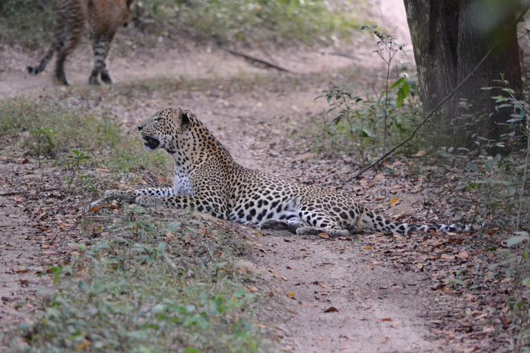 Tour di 2 giorni in Sri Lanka: 3 incredibili parchi nazionali + safari sui fiumi