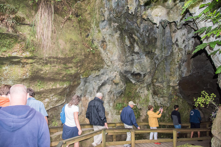 Desde Paihia: tour guiado a las cuevas de luciérnagas de Kawiti