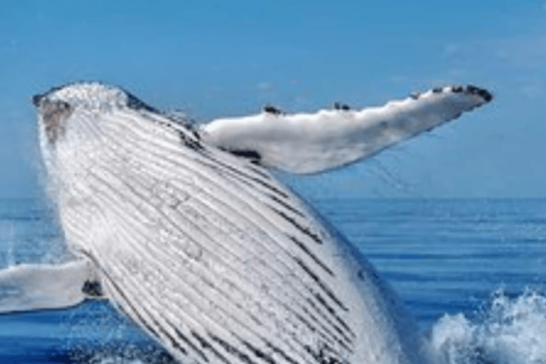 Cape Town to Hermanus Whale Watching Day Tour