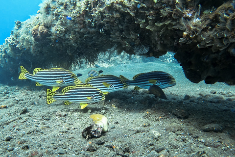 巴厘岛：图兰本自由号沉船潜水和艾木皮划艇之旅巴厘岛：图兰本自由号沉船潜水和 Amed 皮划艇之旅