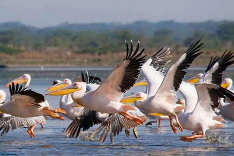 Lake Nakuru & Naivasha National Park Wildlife Highlights