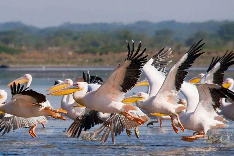 Lake Nakuru & Naivasha National Park Wildlife Highlights