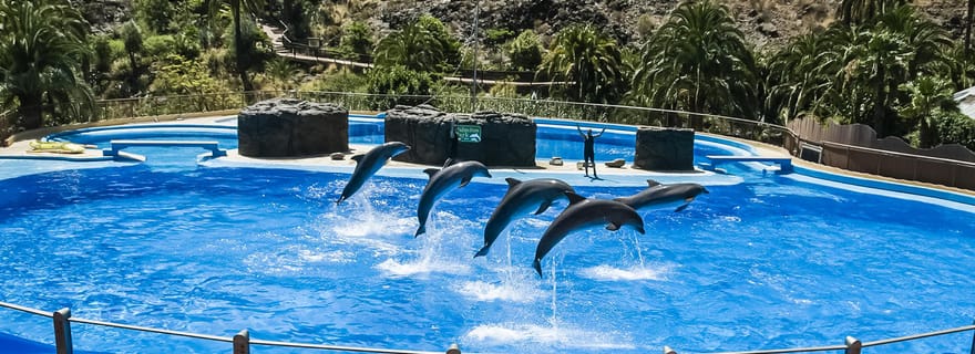 Maspalomas: Biglietto per il parco Palmitos con spettacoli di delfini e uccelli