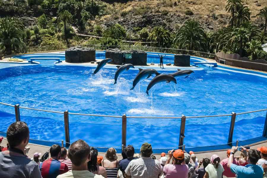 Maspalomas: Palmitos Park Ticket mit Delphin- und Vogelshow. Foto: GetYourGuide