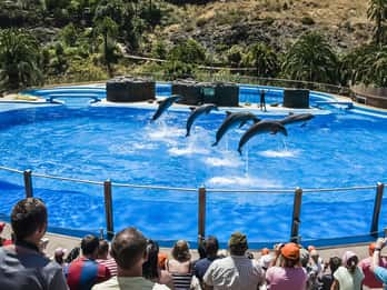 Maspalomas: Palmitos Park Ticket with Dolphin and Bird Shows