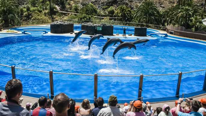Maspalomas: Palmitos Park Ticket with Dolphin and Bird Shows