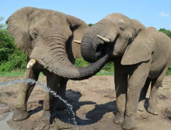 Elephant Sanctuary Sanctuary Experience | GetYourGuide