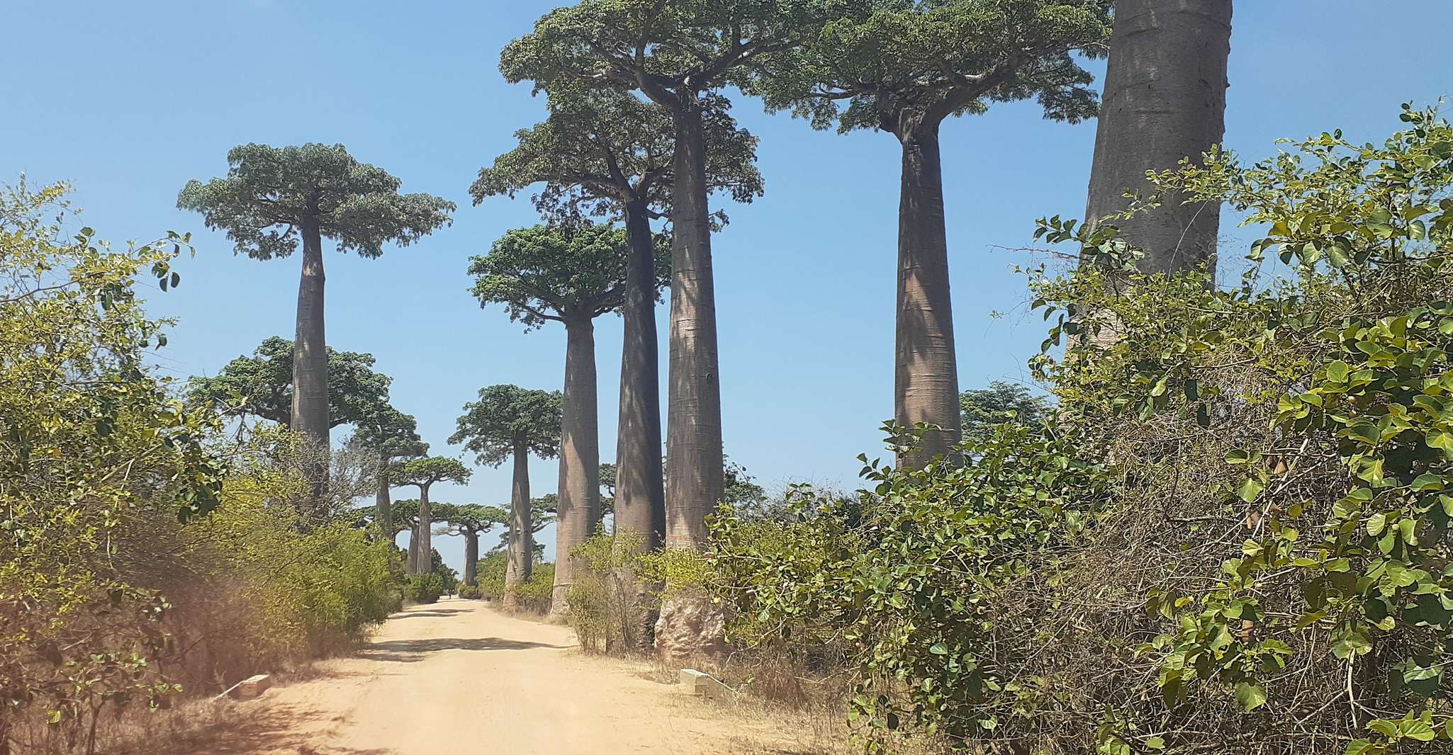 The west beauty of Madagascar, Tsingy and Baobab trees - Housity