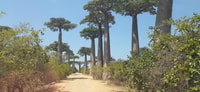 La belleza oeste de Madagascar, Tsingy y Baobab Trees - Housity