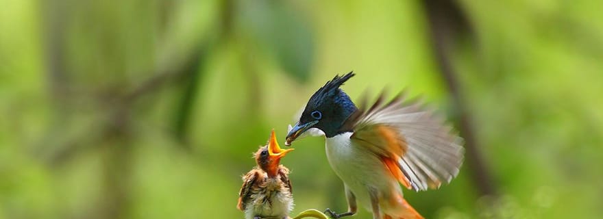 Sanctuaire de Kalametiya : observation des oiseaux en bateau privé