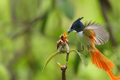 Sinharaja Rain forest Birdwatching Tour (Pickup Includes) Pickup/drop off from/to Bentota