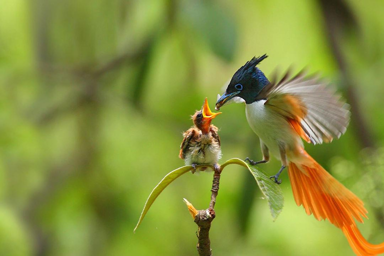 Sinharaja Rain forest Birdwatching Tour (Pickup Includes) Pickup/drop off from /to Galle