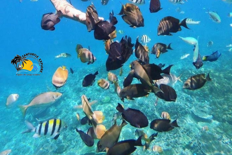 Zanzibar: prywatne nurkowanie w Błękitnej Lagunie i pływanie z rozgwiazdamiTransport do hotelu w dowolnym miejscu na Zanzibarze