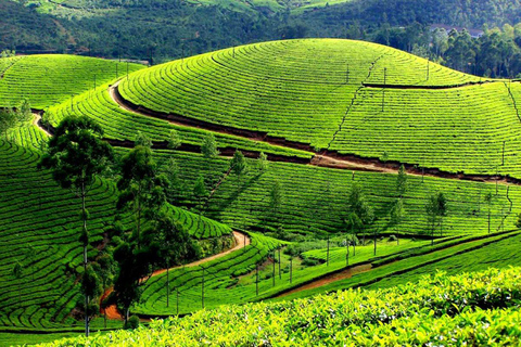 From Kochi:- 02- Days Munnar Hill Station Guided Tour