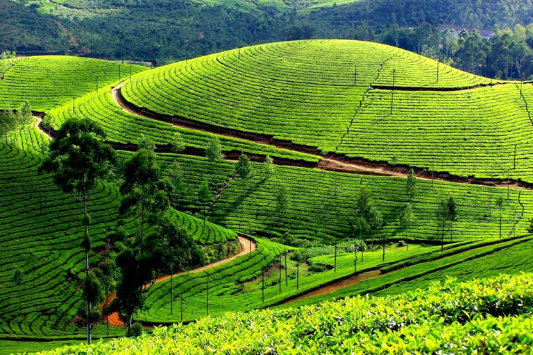 From Kochi:- 02- Days Munnar Hill Station Guided Tour