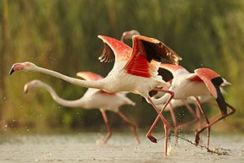 Laguna and Salar de Salinas with panoramic views of the Misti and Chachani volcanoes.
