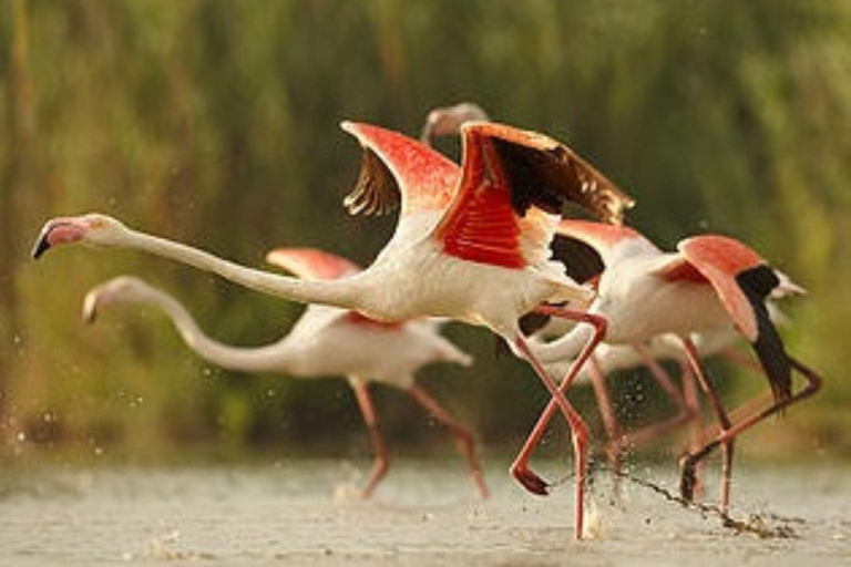 Laguna and Salar de Salinas with panoramic views of the Misti and Chachani volcanoes.
