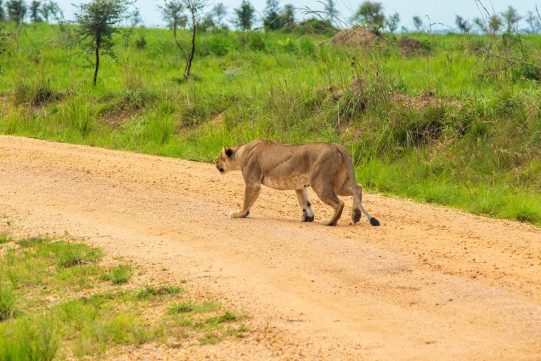 18-daagse Afrikaanse Jungle Safari Tour
