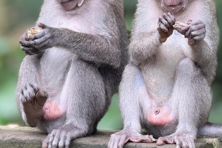 Monkey River, Ubud Market, Waterfall and Art Village Ubud Tour include Ticket