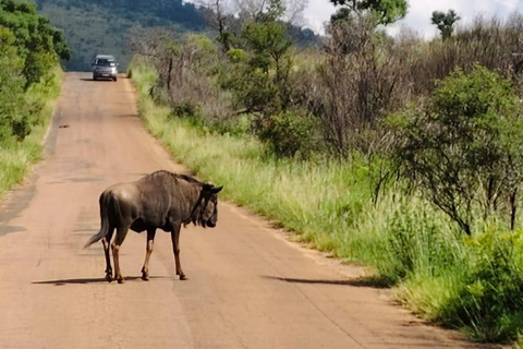 3-daagse luxe Ivory Moon Lodge-safari