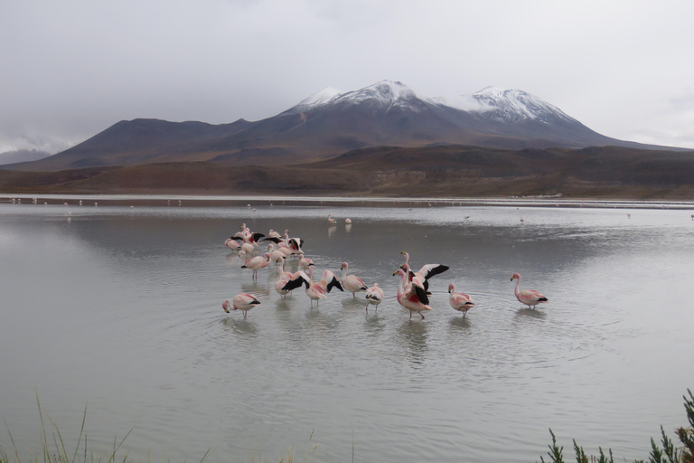 Da La Paz: 2 giorni da Salar de Uyuni ad Atacama Cile in voloViaggio privato