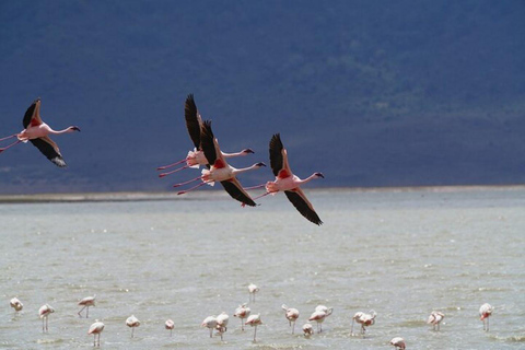 Arusha: Safári a pé pelo parque nacional com almoço