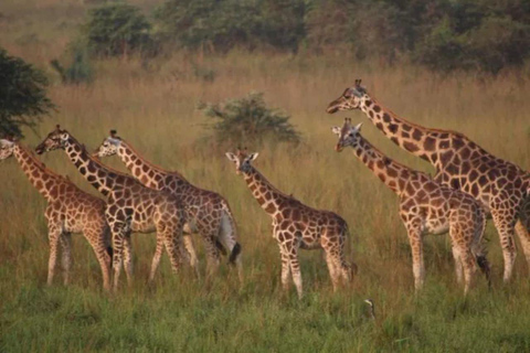 Ab Entebbe: 4-tägige Uganda-Safari mit Gorilla Trekking