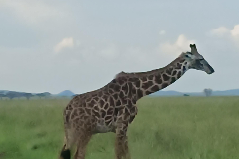 5 DÍAS DE SAFARI. TARANGIRE, SERENGETI, NGORONGORO Y MANYARA