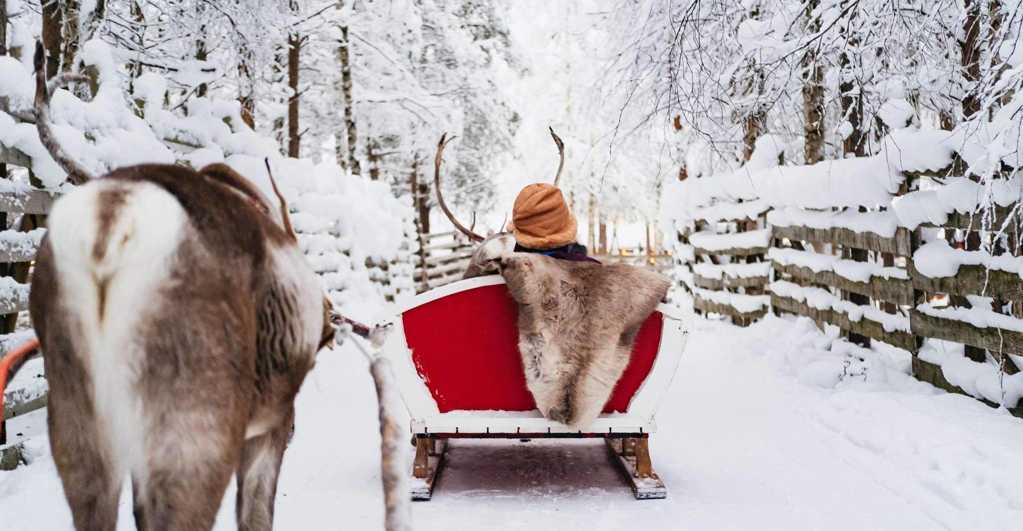 Rovaniemi, Snowmobile Safari, Reindeer & Husky Sleigh Ride - Housity