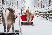 Rovaniemi, Snowmobile Safari, Reindeer & Husky Sleigh Ride - Housity