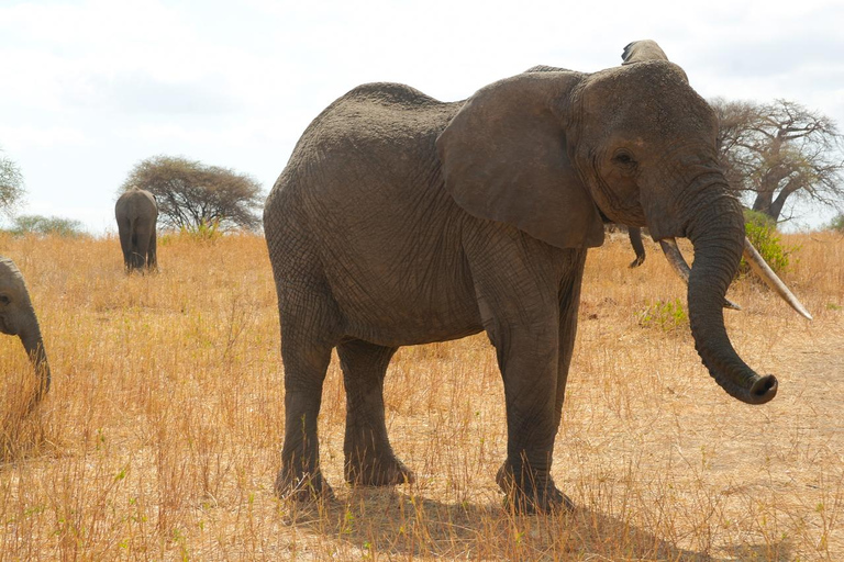 Tarangire National Park Daytrip