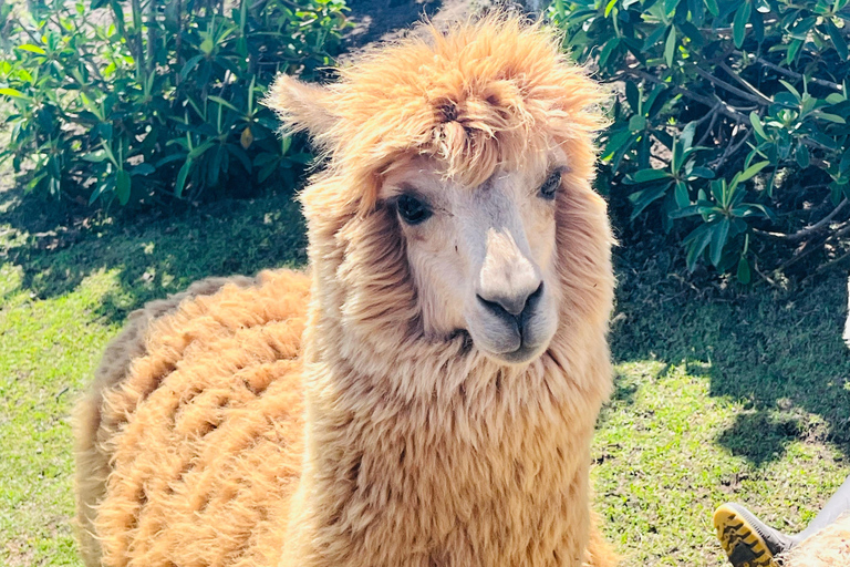From Quito: Otavalo, Mercado de Ponchos, Cuicocha Lagoon, and Alpaca Farm Trip to Otavalo, Mercado de Ponchos, Cuicocha Lagoon, Alpaca Farm