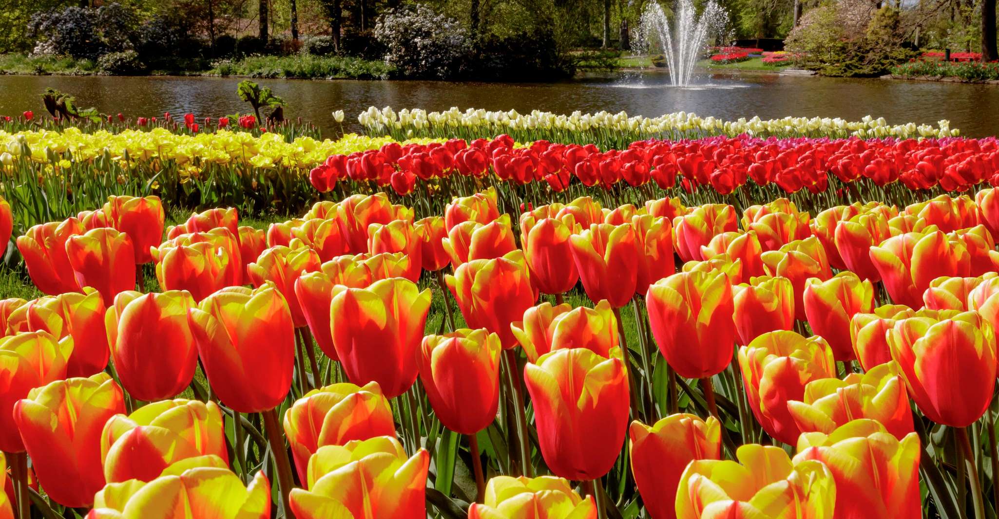 Amsterdam: Keukenhof Entry & Shuttlebus with Flexible Return photo 8