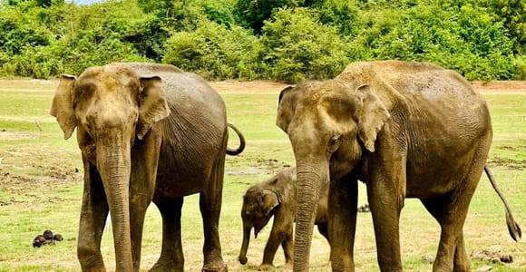 From Ella: Private Udawalawe Safari & Turtle Hatchery