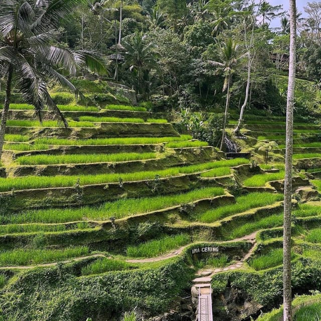 Banyumala Waterfall Jatiluwih And Tanah Lot Temple Tour Getyourguide