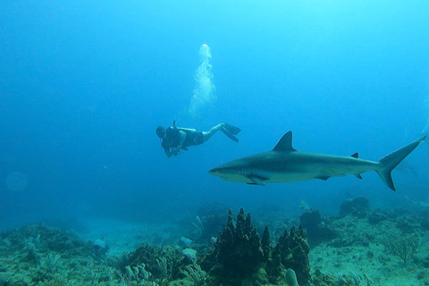 PUNTA CANA: Shark Diving Experience