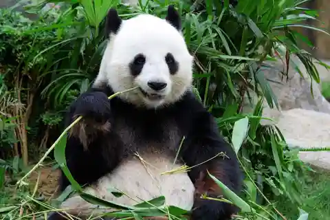 Beijing: Summer Palace and Panda House Guided Tour