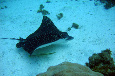 Catalina Island small group snorkeling tour