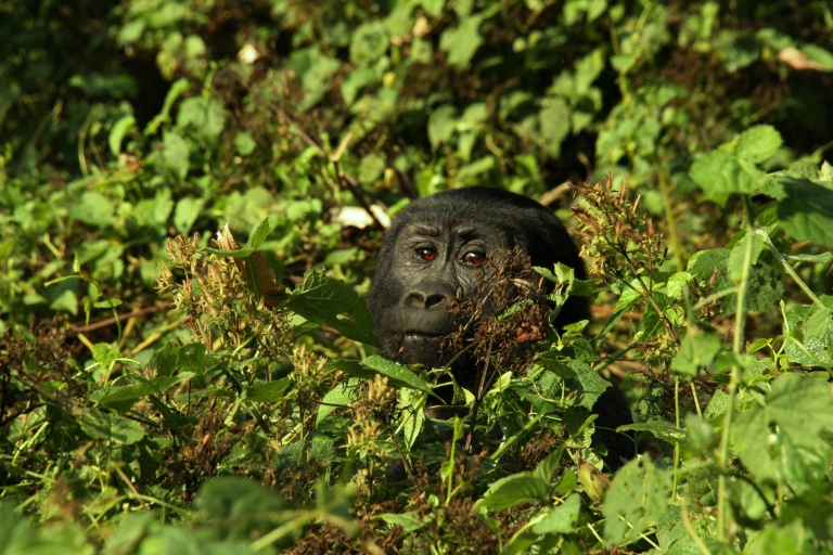 3 Days Uganda's Gorilla Trekking