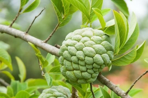 Pemba Island: Spice Farm and Mkama Ndume Tour