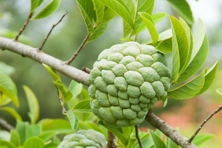 Pemba Island: Spice Farm and Mkama Ndume Tour