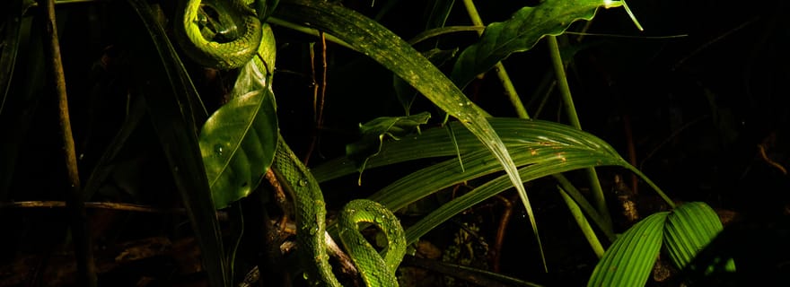 Visite de nuit de la forêt tropicale de Monteverde