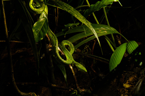 Visite nocturne de la forêt tropicale