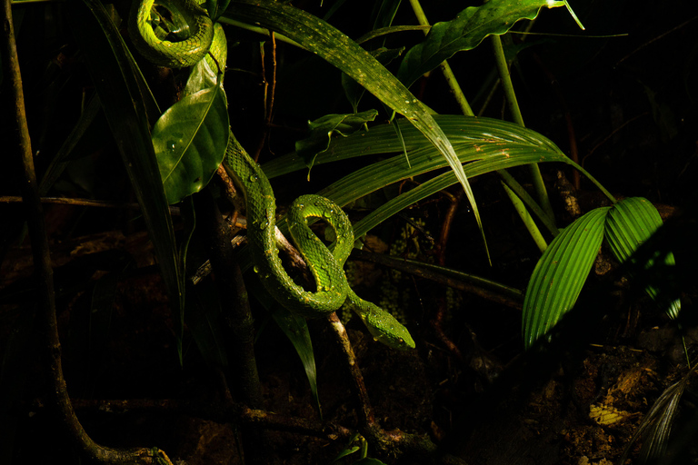 Visite nocturne de la forêt tropicale