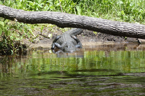 Blackwater Creek: Exclusive Nature Escape Kayak Adventure Blackwater Creek: Exclusive Wilderness Kayak Adventure