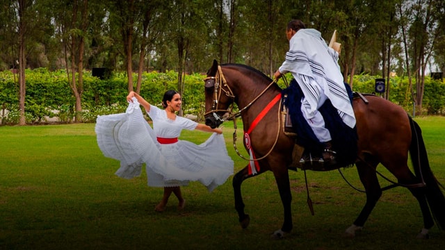 Lima: Buffet Lunch , dance show | Peruvian Paso Horses